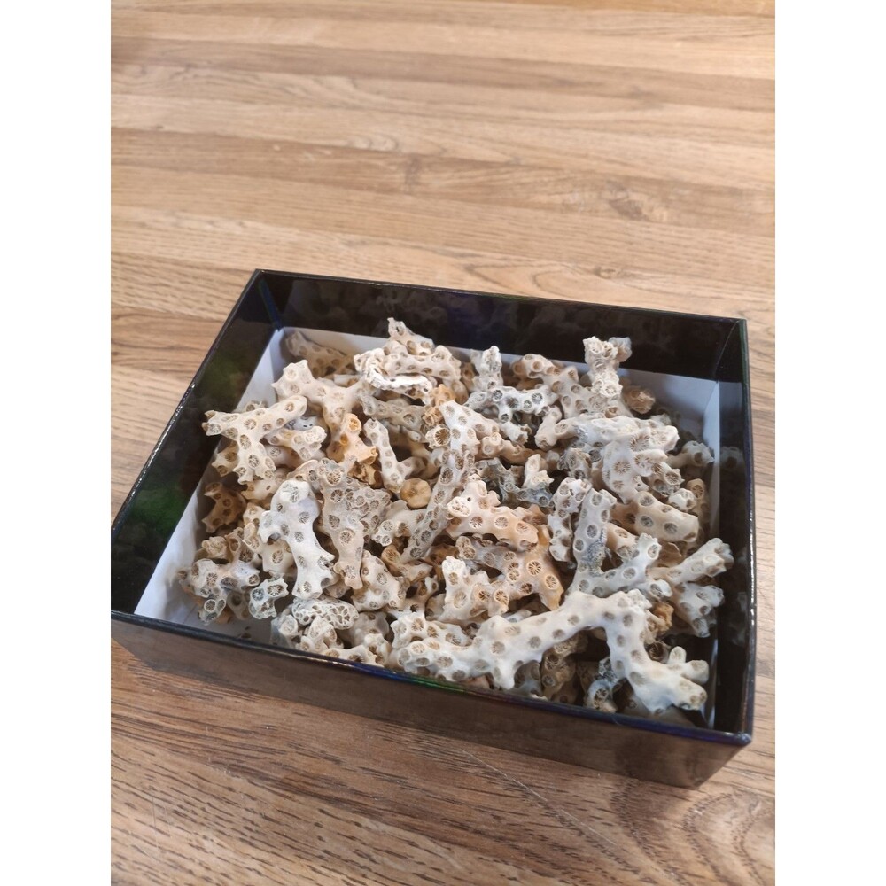 Small Box Of Assorted Sizes Of Natural Coral